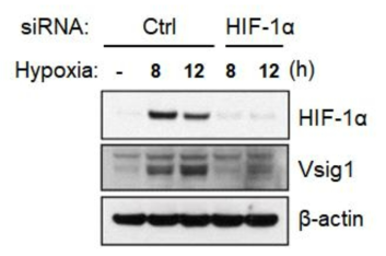 Hypoxia-HIF-1α에 의한 Vsig1 증가