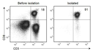 CD8+ T 세포 분리 및 확인