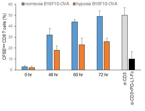 Hypoxia에 노출된 암세포의 CD8+ T 세포 억제능