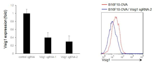 CRISPR/Cas9을 이용한 Vsig1 knockdown B16F10-OVA 세포 확립