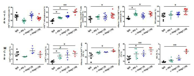 Vsig1 항체에 의한 마우스 종양 내의 immunophenotyping 분석