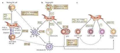 MSC의 면역조절 기능(Nat Rev Immunol 2008)