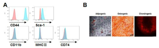 MSC 표현형과 고유성능 확인