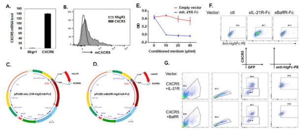MSC에 클로닝 벡터 도입 후 검증: A-B, 마우스 MSC에 RVKM-CXCR5 벡터 도입 후 발현 증가를 qRT-PCR과 FACS로 분석함. C, sIL-21R-Fc 발현 벡터 맵. D, sBaffR-Fc 발현 벡터 맵. E, sIL-21R-Fc 도입 MSC 배양액이 IL-21 ELISA를 간섭함. F-G, 벡터 도입 후 발현도를 FACS로 분석