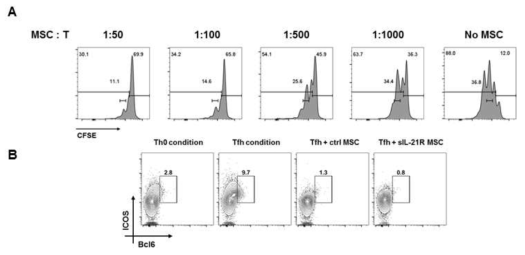 MSC의 T세포 억제능 검증 : A, MSC가CD4+ T 세포의 분열을 세포 수 의존적인 양상으로 억제함. B, MSC에 empty vector, sIL-21R-Fc vector를 도입 한 후 Tfh 조건에서 분화가 억제됨을 관찰함