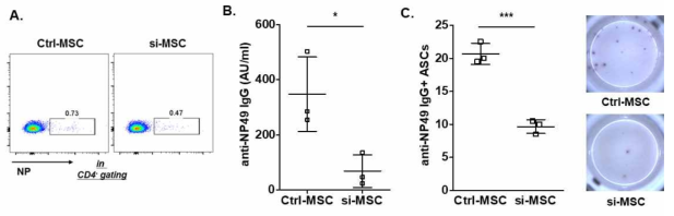 항원 자극된 정상 생쥐에서 MSC의 유효성 평가: A, C57BL/6 생쥐의 MSC 유효성 평가 실험 계획. B, NP-KLH 면역화에 의한 NP49 에 대한 자가면역항체 측정. C, NP-KLH 면역화에 의한 NP49 IgG를 분비하는 항체분비세포 측정