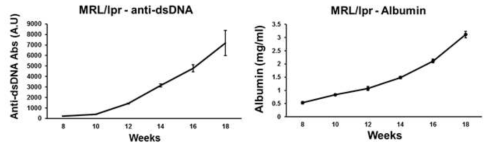 질환 모델 마우스의 자가면역항체 및 단백뇨 측정 : A, MRL/lpr 마우스로부터 얻은 혈청에서 anti-dsDNA 에 대한 자가면역항체를 ELISA를 통해 분석함. B, MRL/lpr 생쥐로부터 얻은 urine에서 단백뇨를 ELISA를 통해 측정함