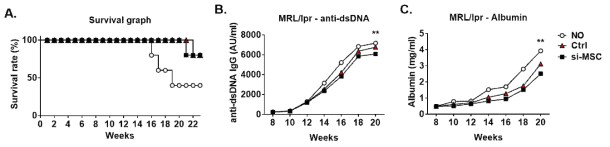 질환 모델 마우스에서 MSC 유효성 검증 : A, MRL/lpr 마우스의 생존율 B, MRL/lpr 마우스로부터 얻은 혈청에서 anti-dsDNA 에 대한 자가면역항체를 ELISA를 통해 분석함. C, MRL/lpr 생쥐로부터 얻은 urine에서 단백뇨를 ELISA를 통해 측정함