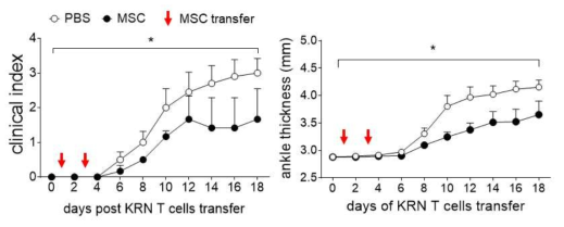 관절염 모델 마우스에서 MSC 효증 검증 : MSC 주입 후 관절염 모델에서 관절염 지수와 뒷다리 관절 두께 측정