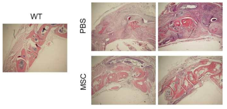 MSC 주입 후 관절조직 염색 : MSC 주입 후 뒷다리 관절 조직에서 H&E 염색