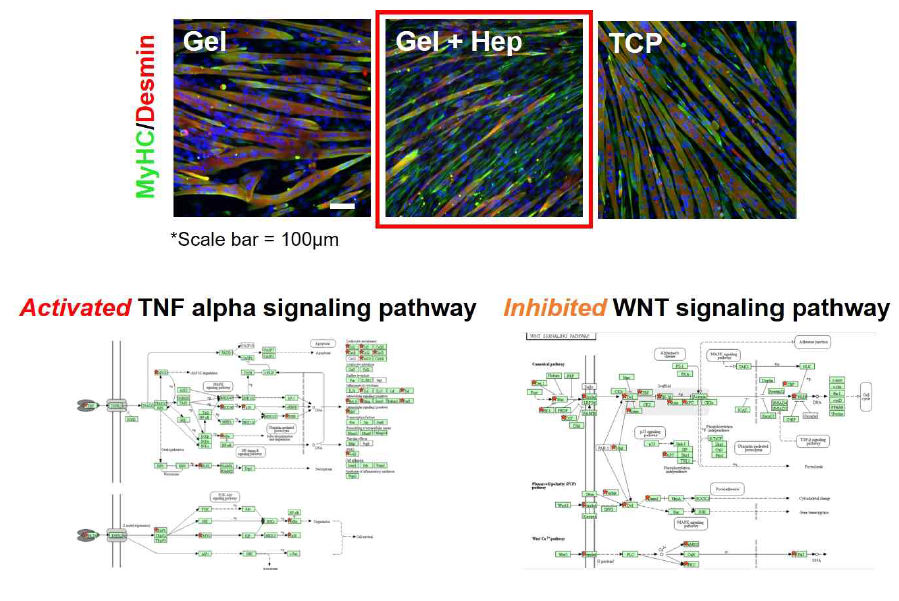 WNT/FGF 신호전달 제어 기반생체모사 배양기질에 배양한 근육세포를 면역형광 염색법으로 확인한 근육세포 분화 마커인 MyHC과 Desmin의 발현과 생체 모사 배양기질에 의해 조절된 WNT/TNF 신호 전달 경로 (RNAseq)