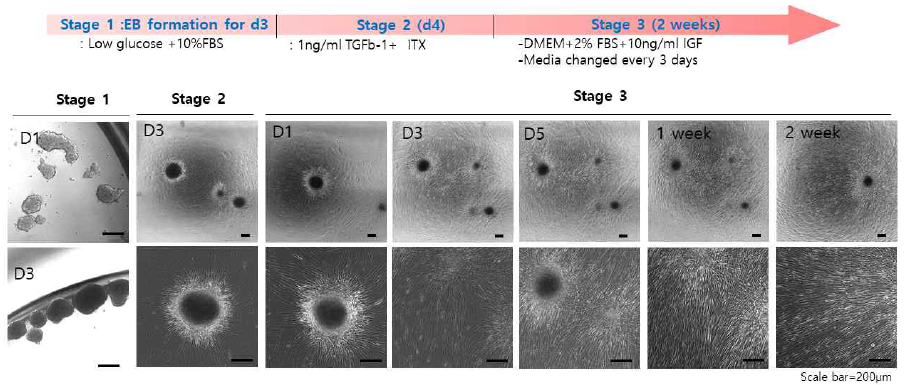 환자유래 편도줄기세포를 분리하고, 분화방법 #1 (DM1 medium)을 사용하여 생체모사 오가노이드 기반 근육세포로의 분화 방법