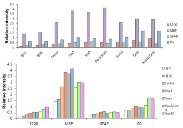 슈반세포표지자의 발현 증가 그래프: Pax3/sox9 도입에 의해 MBP와 P0 발현이 가장 많이 증가함