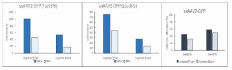 분화조건에서 MSC에 AAV2-GFP 도입 후 이식 3시간 후 세포 생존율