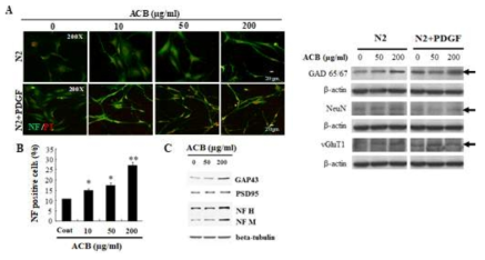 ACB를 신경전구세포주에 처리한 결과 새로 자라는 축삭에서 발현되는 GAP43 단백질과 post-synaptic PSD95 발현이 증가함