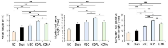 Axon 길이, Schwann cell migration, Myelination된 axon 길이를 측정한 결과 KDPL군이 가장 성장이 향상됨