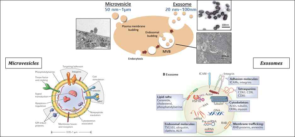 미세소포의 종류에 따른 분비 기전 및 함유 단백질 및 유전 물질