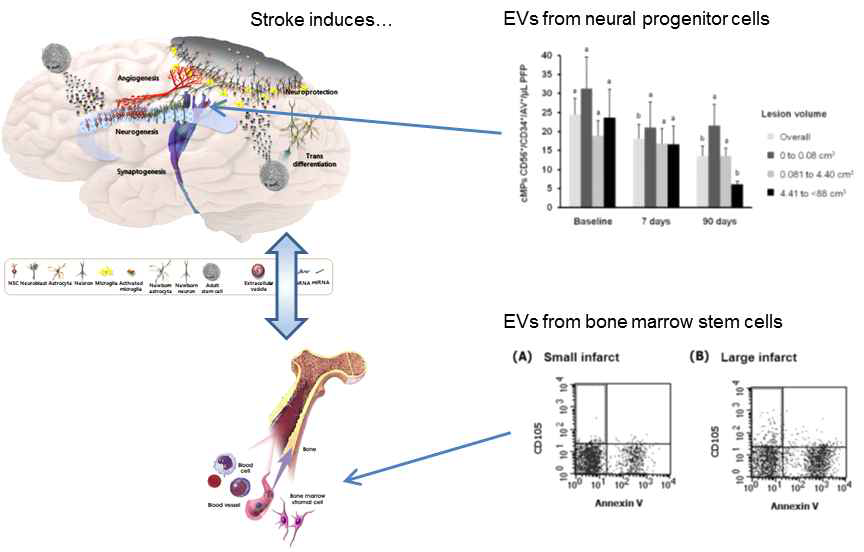 세포외 소포를 이용한 뇌졸중 치료 개발 가능성