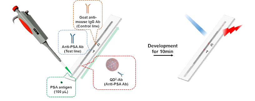 PSA 검출을 위한 합성된 다층 다중양자점의 Lateral-flow system 적용 모식도
