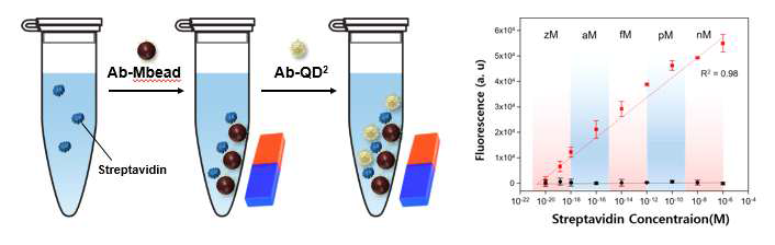 스트렙트아비딘과 바이오틴을 이용한 다중양자점과 자성 비드 기반의 모델 실험 결과