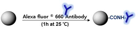 실리카 나노입자에 형광이 표지된 항체 고정