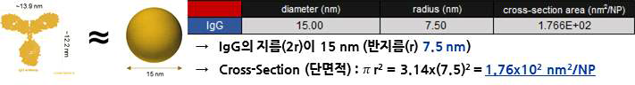 형광 표지된 항체의 반지름과 그 단면적 (문헌값에 근거한 자료임)