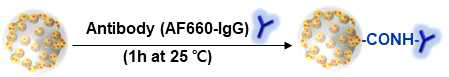 SERS dot 나노입자에 형광이 표지된 항체 고정