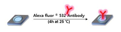 형광이 표지된 항체 고정 기술 모식도