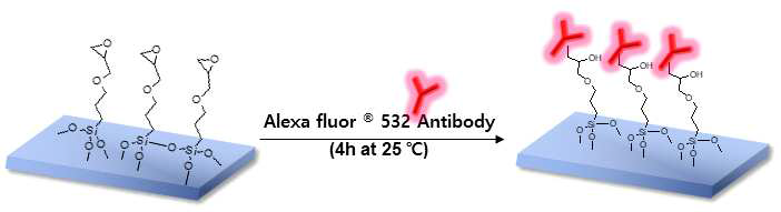 항체 고정 기술 프로토콜