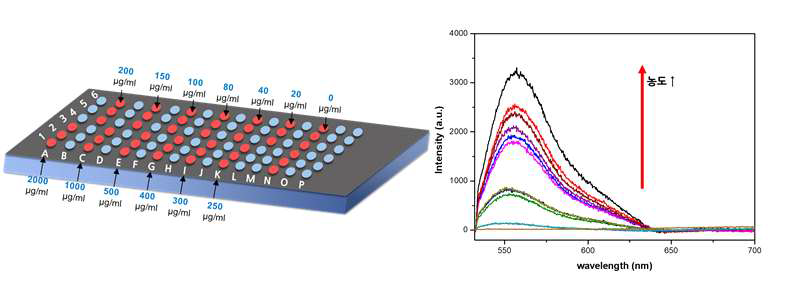 (왼쪽) 칩 표면에 농도별 항체가 고정된 모식도 (오른쪽) 공초점 현미경 기반으로 얻은 형광 스펙트럼