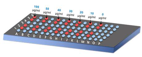 다양한 항체의 농도에 따른 칩 표면의 모식도