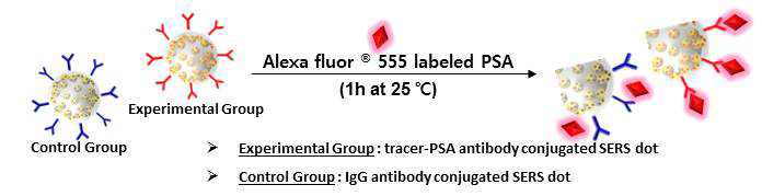 SERS dot의 생체활성도를 평가하기 위한 실험