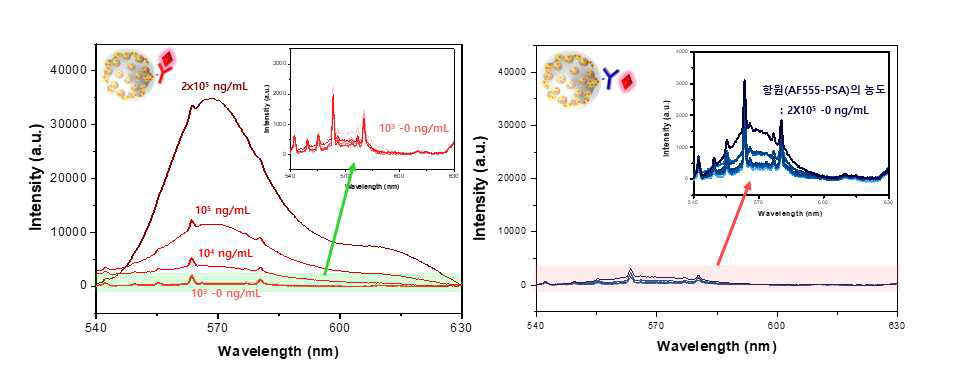 항체가 고정된 SERS dot에 결합한 형광이 표지된 항원의 형광 스펙트럼