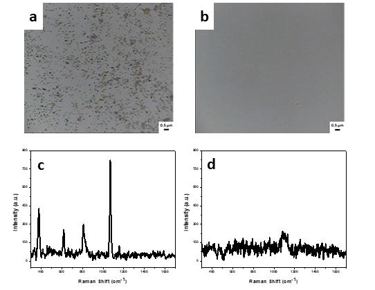 공초점 현미경을 통해 얻은 (a) 실험군 (PSA를 처리한 샘플)의 이미지 (b) 대조군 (PSA를 처리하지 않은 샘플)의 이미지, 광영역 고속 라만 분석 시스 템을 사용하여 측정한 (c) 실험군 라만 스펙트럼 (d) 대조군 스펙트럼