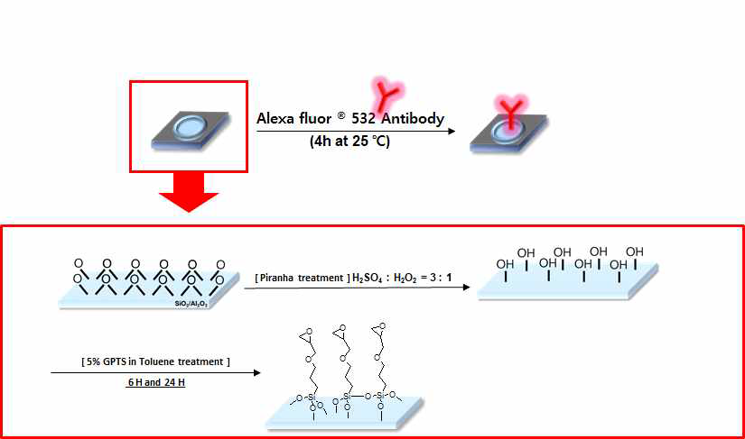 GPTS를 이용한 슬라이드 글래스 표면 처리 및 항체 고정 과정