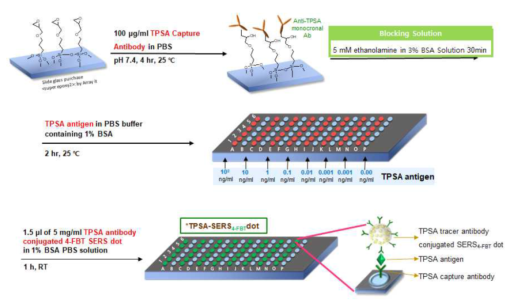 TPSA 검출을 위한 샌드위치 타입의 면역분석 실험과정