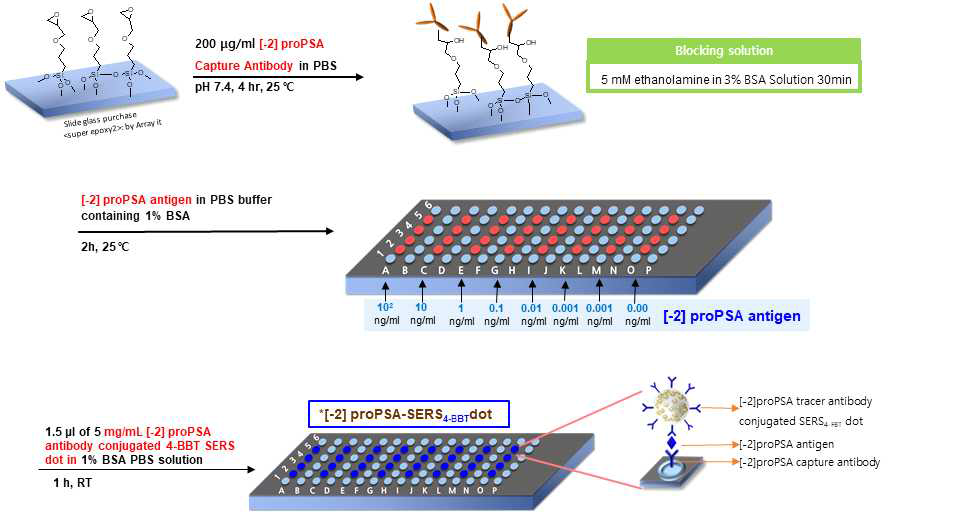 [-2]proPSA 검출을 위한 샌드위치 타입의 면역분석 실험과정