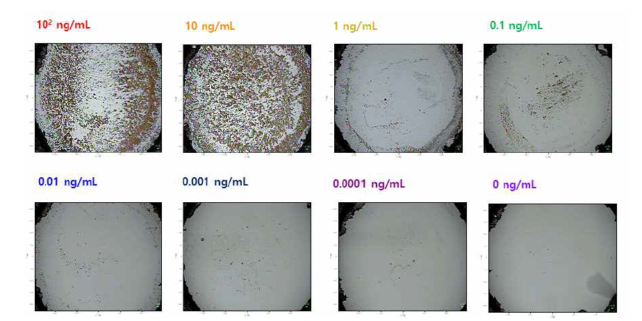 광학 현미경을 통해 얻은 농도별 SERS4-BBT dot 나노프로브 고정 후의 슬라이드 글라스 표면