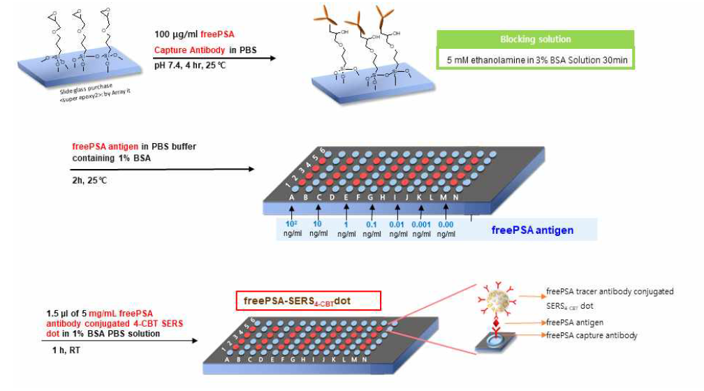 freePSA를 검출하기 위한 샌드위치 타입의 면역분석 실험과정