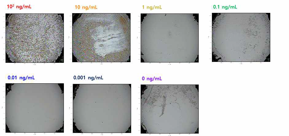 광학 현미경을 통해 얻은 농도별 SERS4-CBT dot 나노프로브 고정 후의 슬라이드 글라스 표면