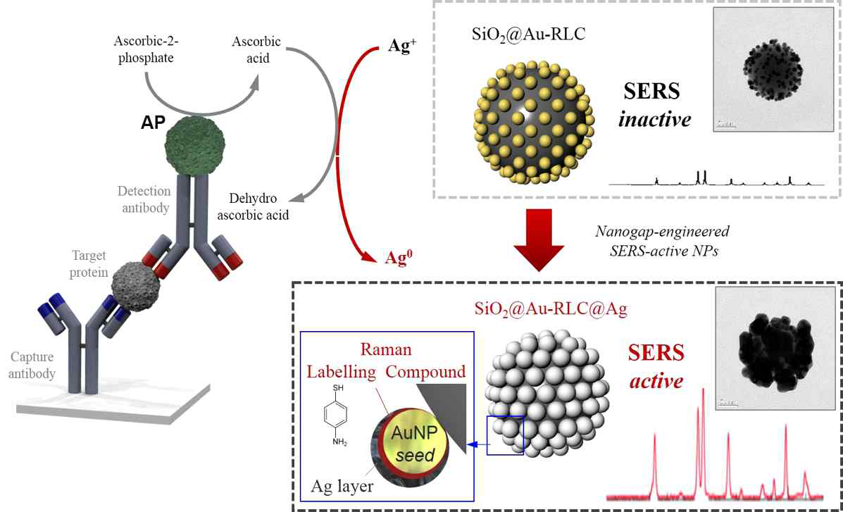 SERS 나노센서와 효소에 의해 유도된 에셈블리 바이메탈 반응을 이용한 초고감도 면역 측정을 위한 모식도