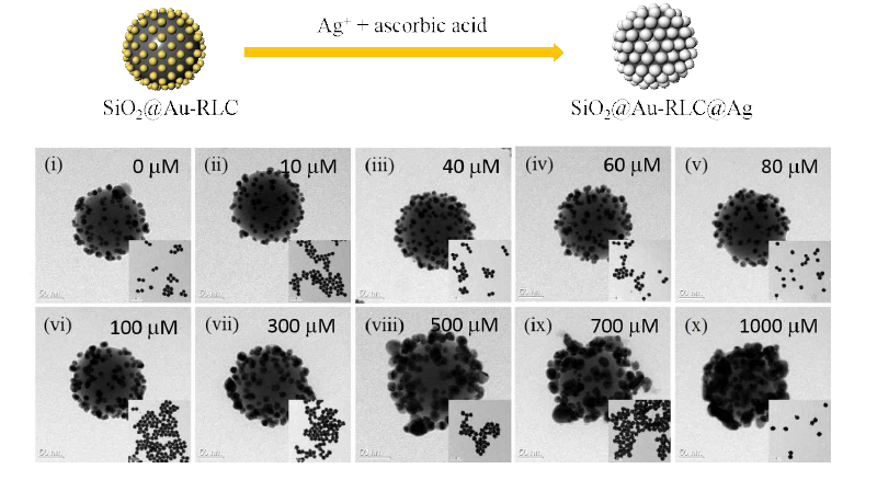 다양한 농도의 ascorbic acid에 의해 제조된 SiO2@Au-4-ATP@Ag NP의 투과 전자 현미경 (TEM) 이미 지 : (ⅰ) 0 μM, (ⅱ) 10 μM, (ⅲ) 40 μM, (iv) 60 μM, (vii) 300 μM, (viii) 500 μM, (ix) 700 μM 및 (x) 1,000 μM의 조건 하에서 측정 함(scale bar: 50 nm, scale bar in inset: 500 nm)