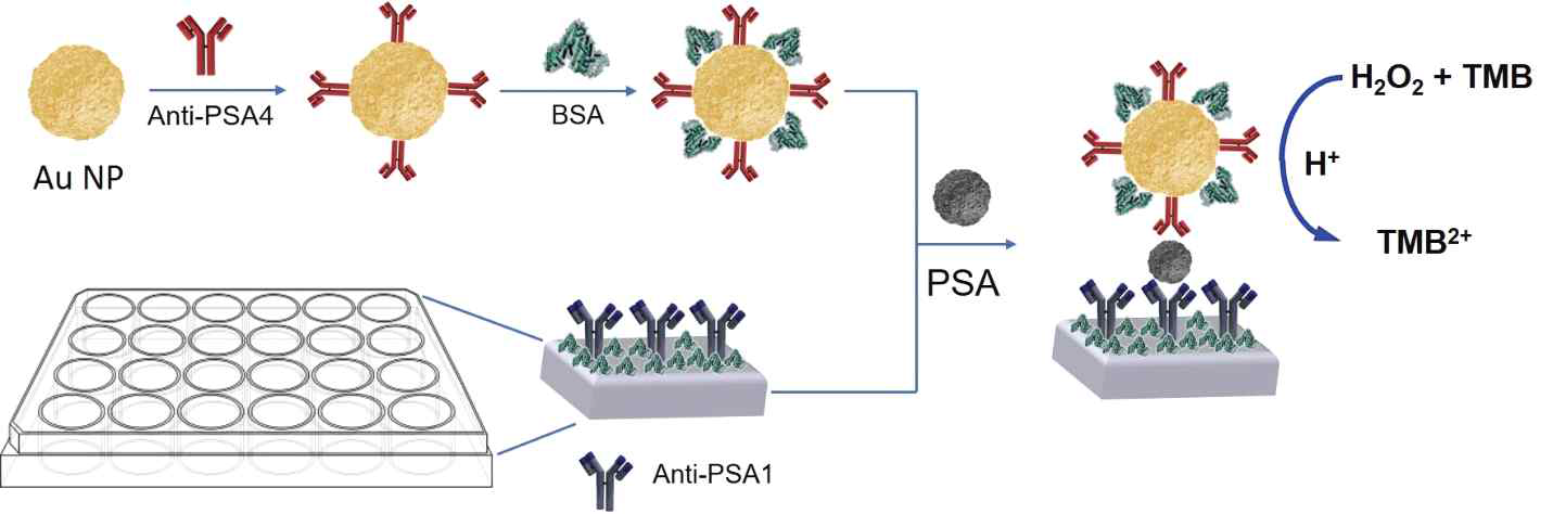 PSA 항체가 붙은 금나노 입자의 과산화 모방 효소를 이용한 비색면역반응 기반의 PSA 검출 시스템