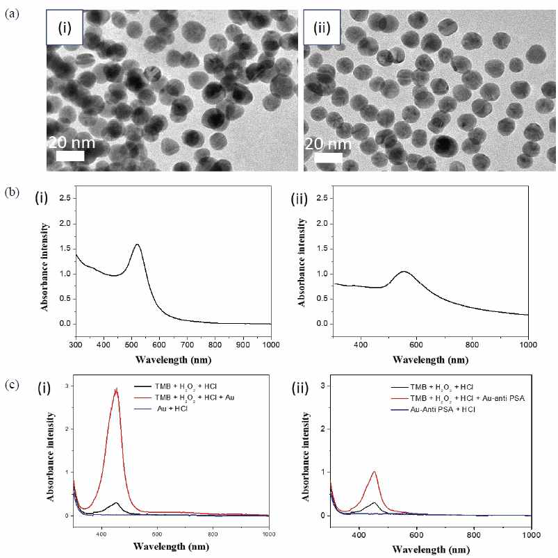 (a) TEM 사진 (i): 금나노 입자, (ii): anti-PSA4 항체가 붙은 금나노 입자, (b) UV-vis 스펙트럼, (c) 금나노 입자의 과산화 효소 모방 활성 측정을 위한 UV-vis 스펙트럼 (i): 금나노 입자를 사용, (ii): anti-PSA4 항체를 붙인 금나노 입자 사용