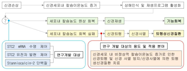 연구 개발 개념도 및 용도/적용 분야. 다양한 요인에 의한 신경손상 이후, 높아진 칼슘 이온 농도에 의해 정상적인 손상 인식/재생 프로그램 기전이 활성화 되지만, 이후 다시 정상수준으로 칼슘 농도를 낮추지 못하면, 신경 퇴행 및 사멸이 유발됨. 본 과제를 통해, 세포내 칼슘 이온 농도 항상성 조절 기전에 관여하는 STC2유전자의 연구를 통해, 신경 퇴행 및 사멸 방지의 응용 방법 또는 그 가능성을 제시하고자 함