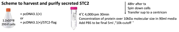 활성을 유지한 분비-STC2단백질의 획득 과정에 대한 모식도