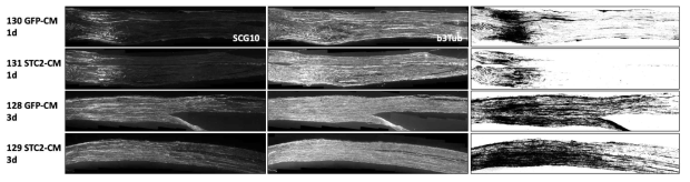 분비된 STC2를 이용한 in vivo axon regeneration assay