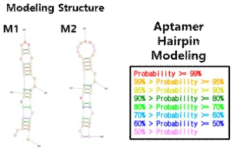 시뮬레이션을 통한 Anti-HER2 aptamer의 Hairpin structure