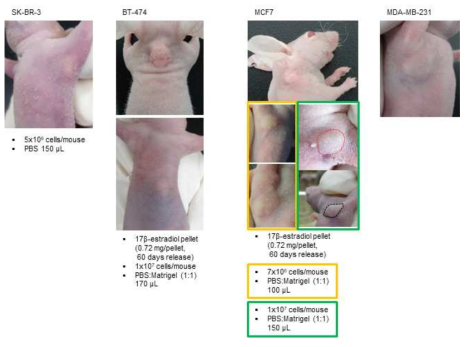 HER2 발현 유방암 동물 모델 제작