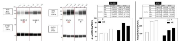 확립된 허셉틴 저항성 HER2-발현 유방암 세포주들에 대한 WES 장비 기반 단백질 정량 결과(위)